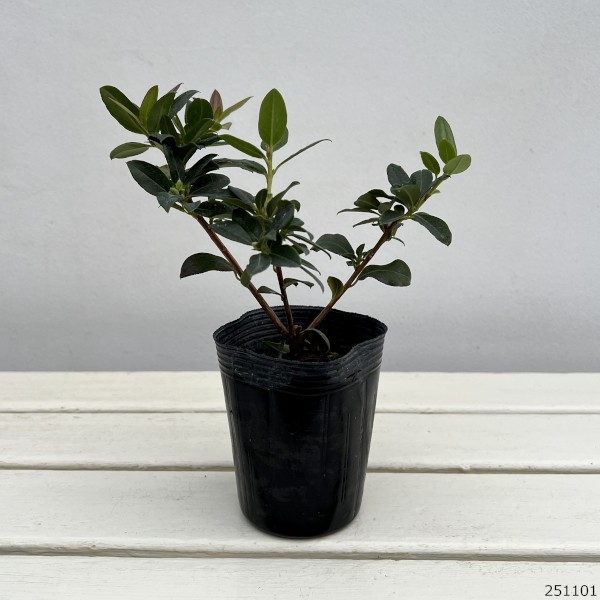 ツツジ（ブルー系）：黒潮（クロシオ）3-3.5号ポット