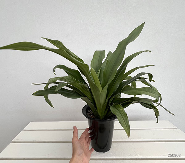 オモト（万年青）：有田5.5号鉢植え