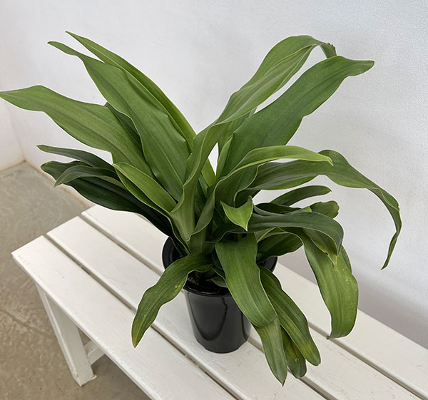オモト（万年青）：有田5.5号鉢植え