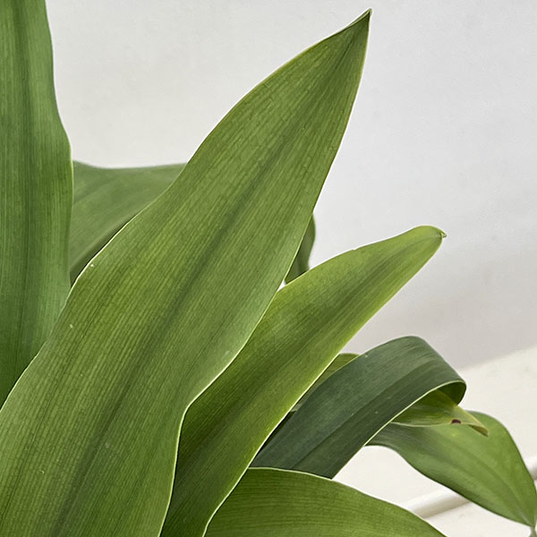 オモト（万年青）：有田5.5号鉢植え