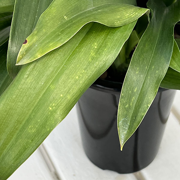 オモト（万年青）：有田5.5号鉢植え