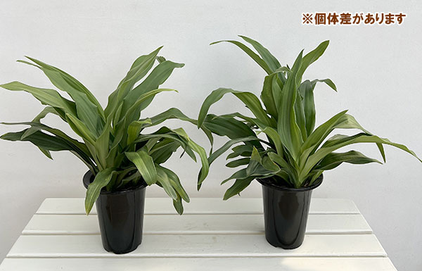オモト（万年青）：有田5.5号鉢植え