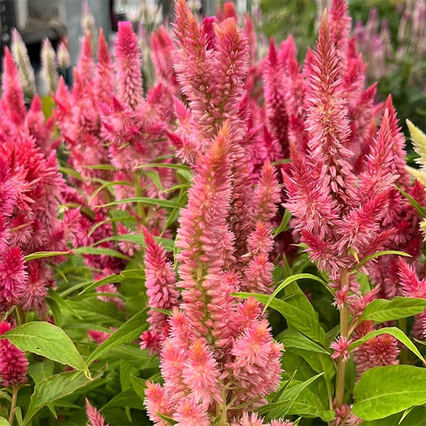 園芸ネット本店｜セロシア（ケイトウ）：高見園芸さん育種選抜株