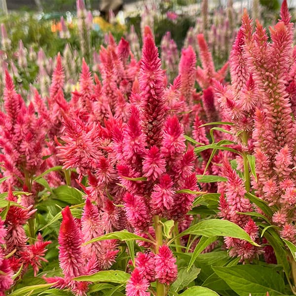 園芸ネット本店｜セロシア（ケイトウ）：高見園芸さん育種選抜株