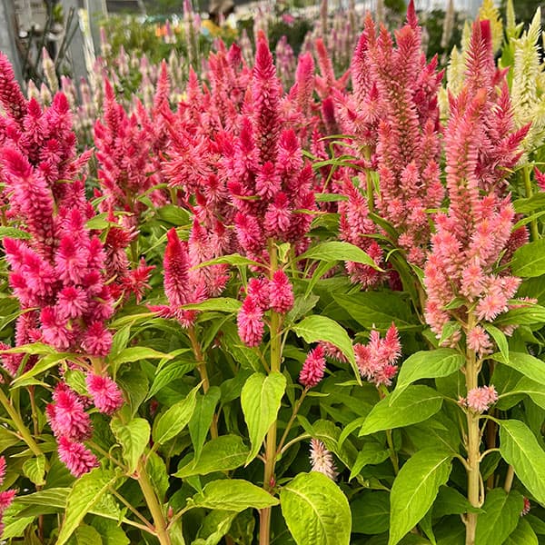 園芸ネット本店｜セロシア（ケイトウ）：高見園芸さん育種選抜株