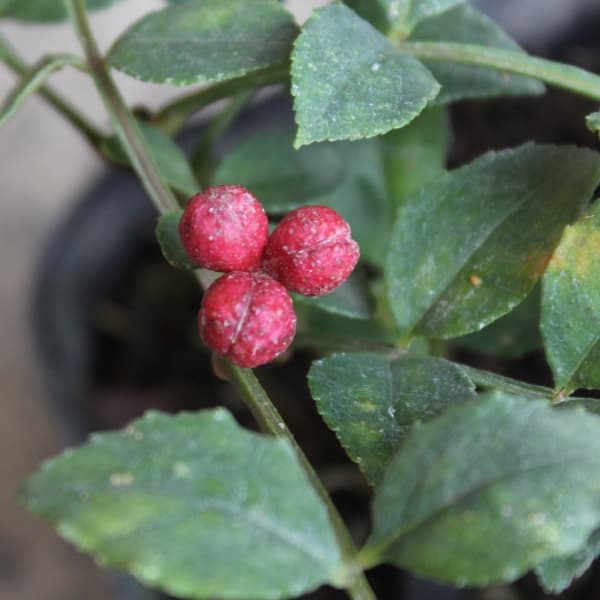 華北山椒(カホクサンショウ)挿木苗3号ポット