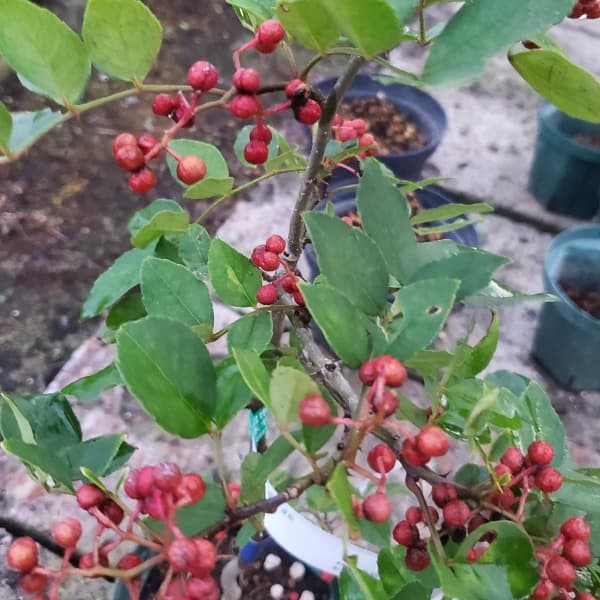 華北山椒(カホクサンショウ)挿木苗3号ポット