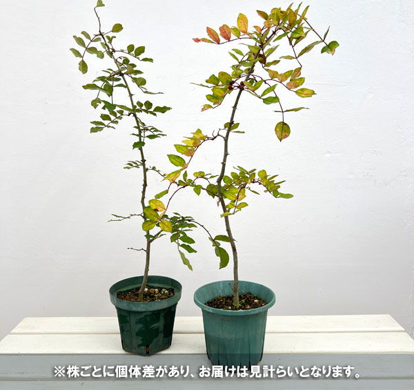 華北山椒（カホクサンショウ）挿木苗5号ポット