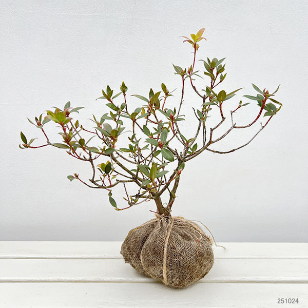 ツツジ:伊勢ヒカゲツツジ樹高25~30cm根巻き