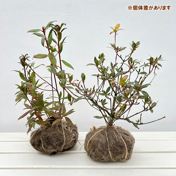 ツツジ:伊勢ヒカゲツツジ樹高25~30cm根巻き