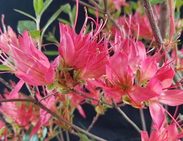 ツツジ：紅長寿（ベニチョウジュ） 根巻き樹高40～50cm