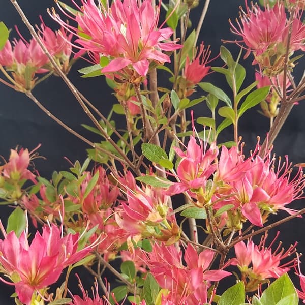 ツツジ：紅長寿（ベニチョウジュ） 根巻き樹高40～50cm