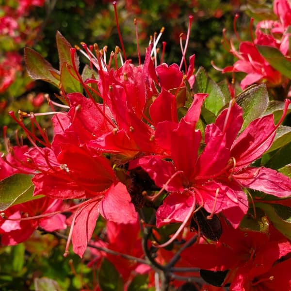 ツツジ：紅長寿（ベニチョウジュ） 根巻き樹高40～50cm