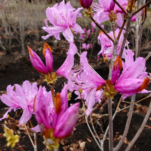 ツツジ:ハヤトミツバツツジ樹高40~50cm根巻き
