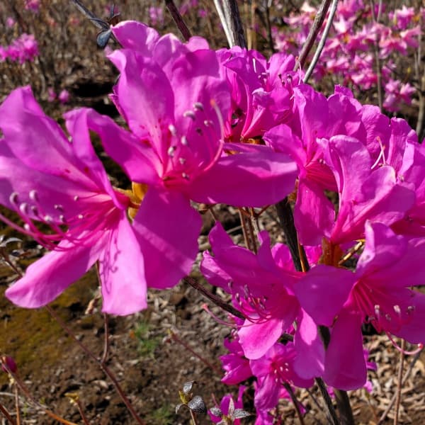 ツツジ:ハヤトミツバツツジ樹高40~50cm根巻き