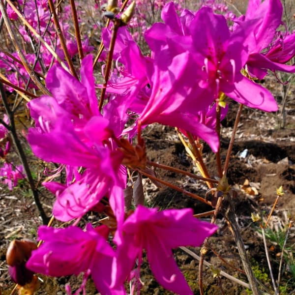 ツツジ:ハヤトミツバツツジ樹高40~50cm根巻き