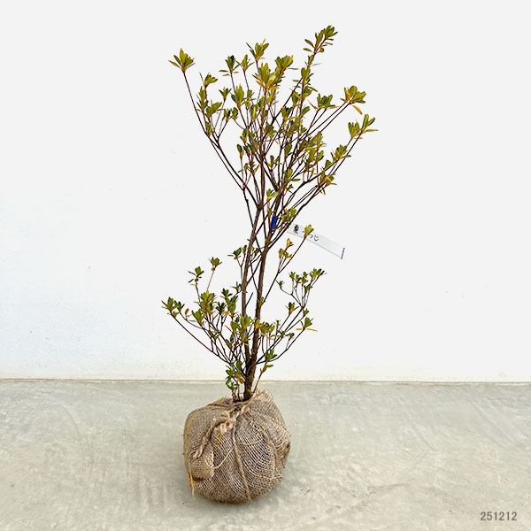 久留米ツツジ:常夏ツツジ(とこなつつつじ)樹高50cm根巻き