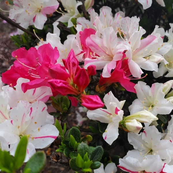 久留米ツツジ:常夏ツツジ(とこなつつつじ)樹高50cm根巻き