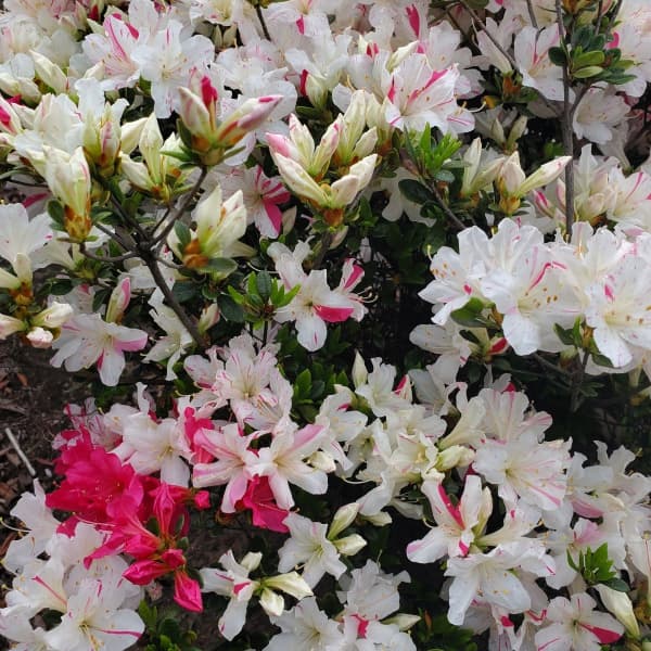 久留米ツツジ:常夏ツツジ(とこなつつつじ)樹高50cm根巻き