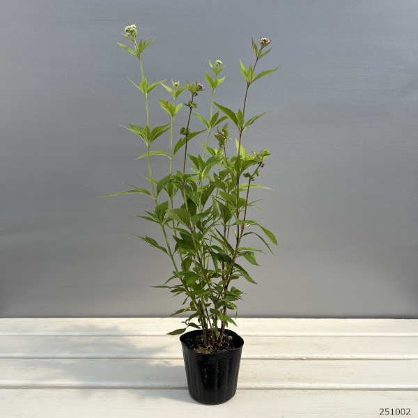 （わけあり特価）フジバカマ（ユーパトリウム）：2色植え（ピンクとホワイト）3号ポット