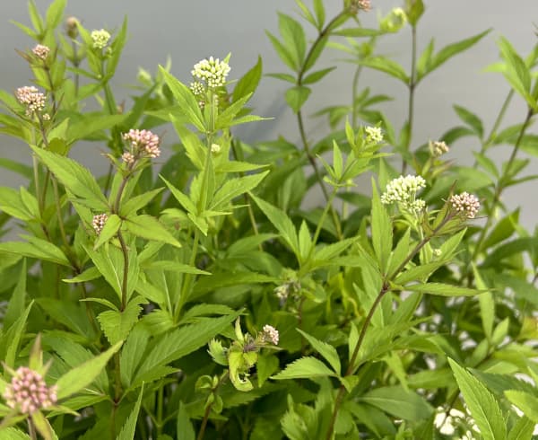 （わけあり特価）フジバカマ（ユーパトリウム）：2色植え（ピンクとホワイト）3号ポット