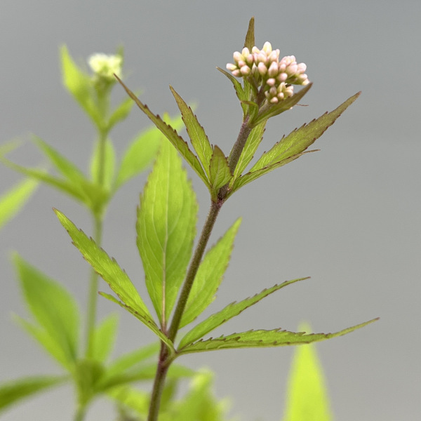 （わけあり特価）フジバカマ（ユーパトリウム）：2色植え（ピンクとホワイト）3号ポット