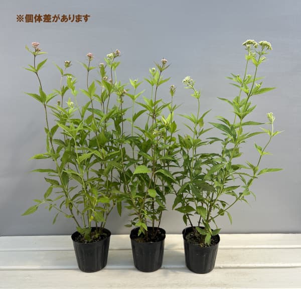 （わけあり特価）フジバカマ（ユーパトリウム）：2色植え（ピンクとホワイト）3号ポット