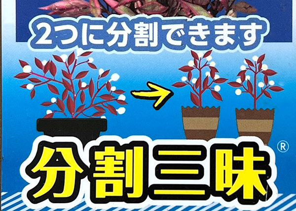 アルテルナンセラ:フロール コタキナバル(2分割仕様)3.5号ポット