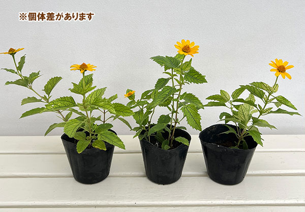 ヘリオプシス :斑入り3.5号ポット