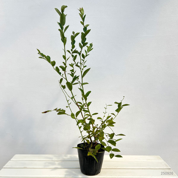 ブルーベリー(ラビットアイ系):バルドウィン5号ポット