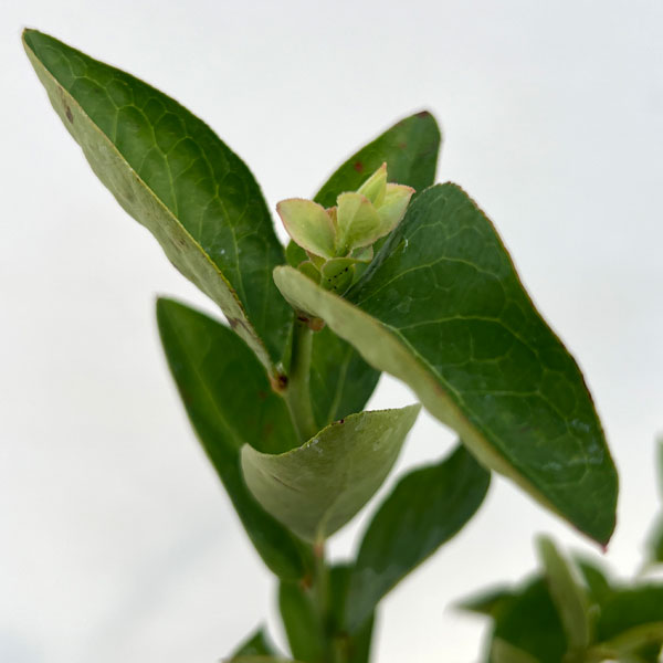 ブルーベリー(ラビットアイ系):バルドウィン5号ポット