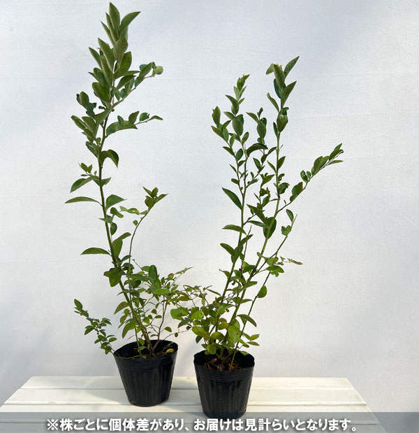 ブルーベリー(ラビットアイ系):バルドウィン5号ポット