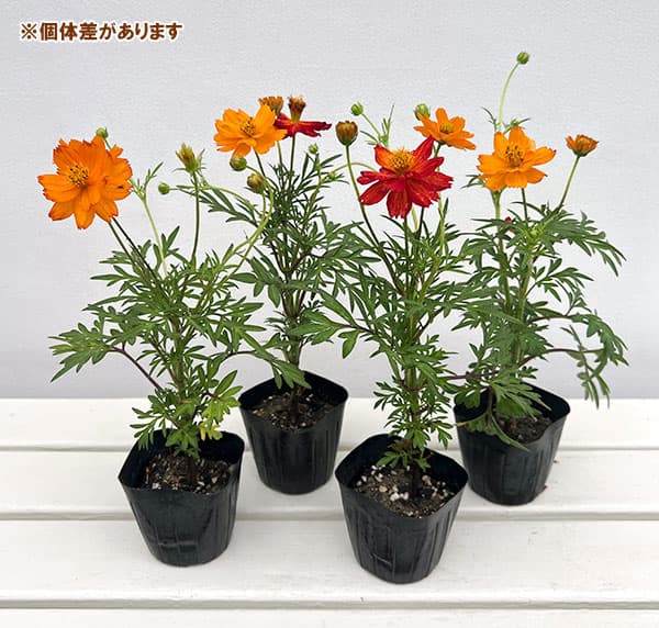 キバナコスモス(黄花コスモス):2色咲き3号ポット