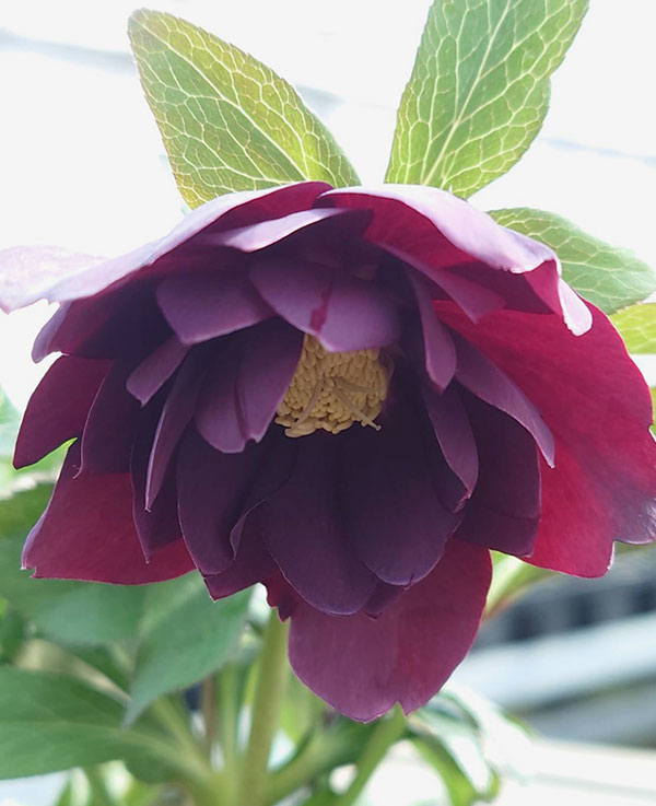 クリスマスローズ：ベルギー育種　ダブルブラック4.5号ポット