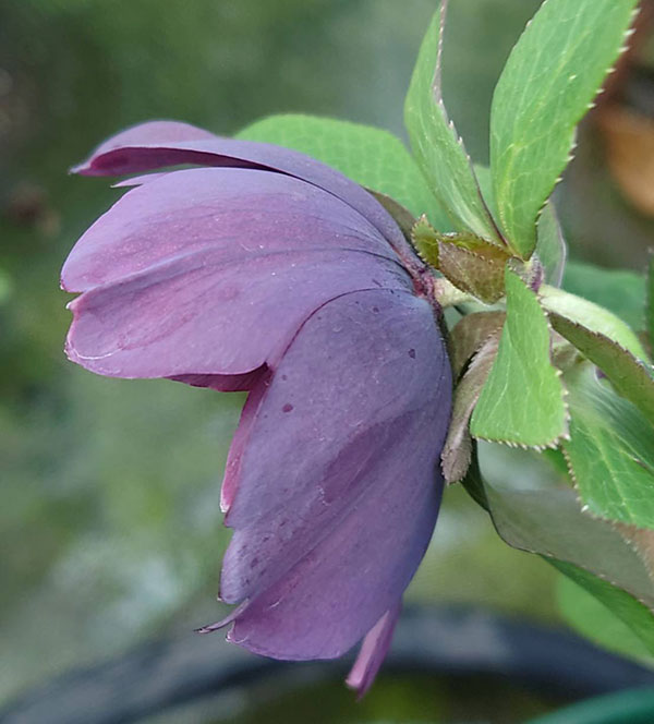 クリスマスローズ：ベルギー育種　ダブルブラック4.5号ポット