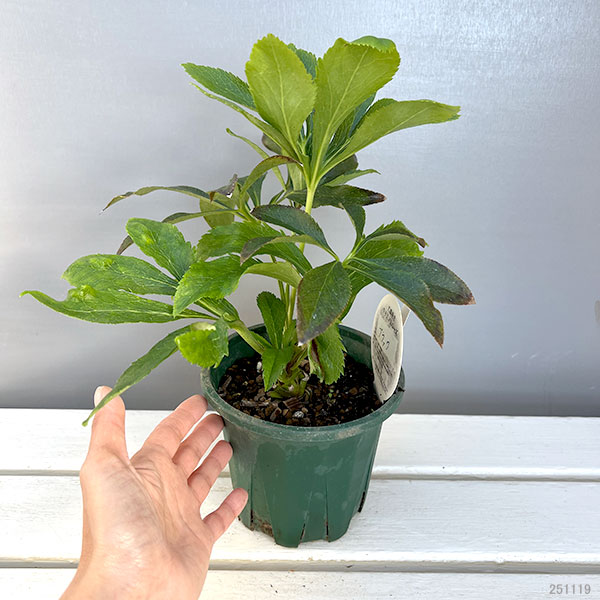 クリスマスローズ：ベルギー育種　ダブルブラック4.5号ポット