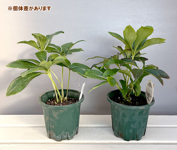 クリスマスローズ：ベルギー育種　ダブルブラック4.5号ポット