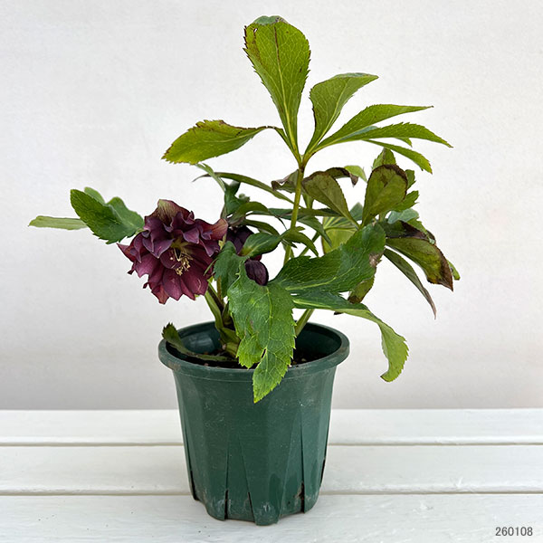 クリスマスローズ：ベルギー育種　ダブルブラック4.5号ポット