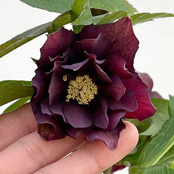 クリスマスローズ：ベルギー育種　ダブルブラック4.5号ポット