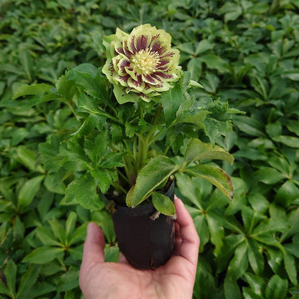 クリスマスローズ：ベルギー育種　ダブルグリーン4.5号ポット