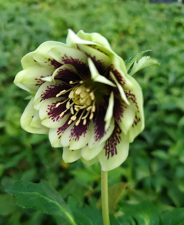 クリスマスローズ：ベルギー育種　ダブルグリーン4.5号ポット