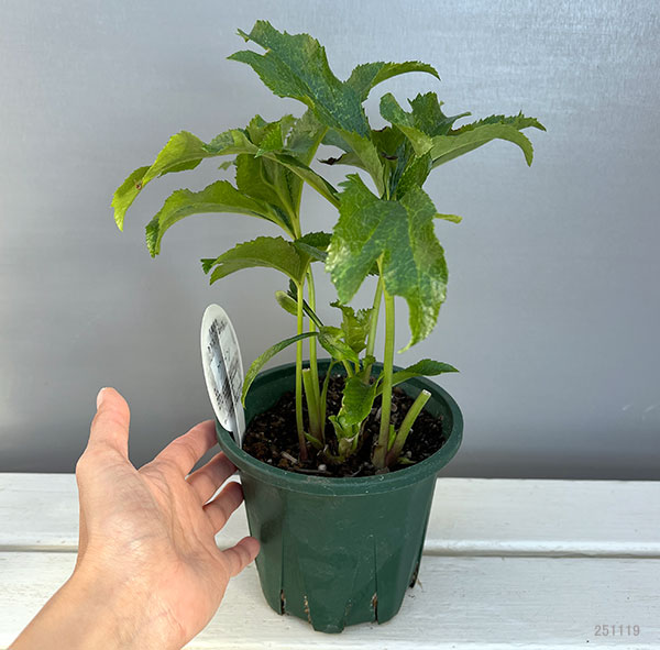 クリスマスローズ：ベルギー育種　ダブルグリーン4.5号ポット