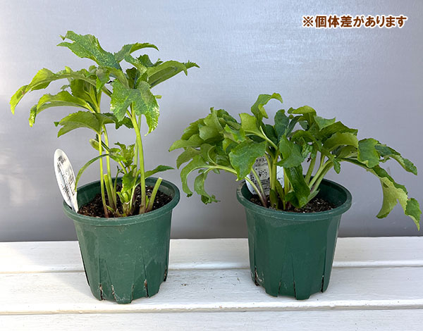 クリスマスローズ：ベルギー育種　ダブルグリーン4.5号ポット