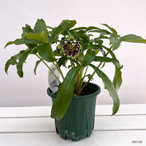 クリスマスローズ:ベルギー育種 ダブルグリーン4.5号ポット