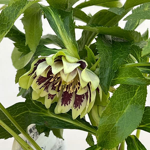 クリスマスローズ:ベルギー育種 ダブルグリーン4.5号ポット