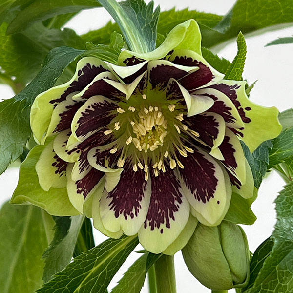 クリスマスローズ:ベルギー育種 ダブルグリーン4.5号ポット