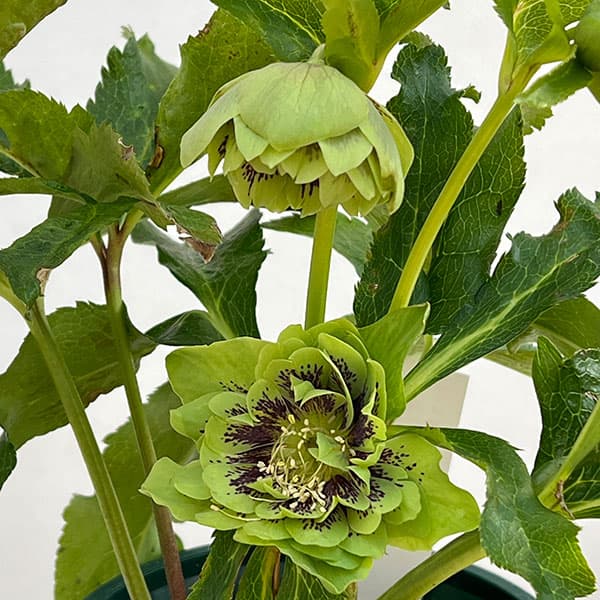 クリスマスローズ:ベルギー育種 ダブルグリーン4.5号ポット