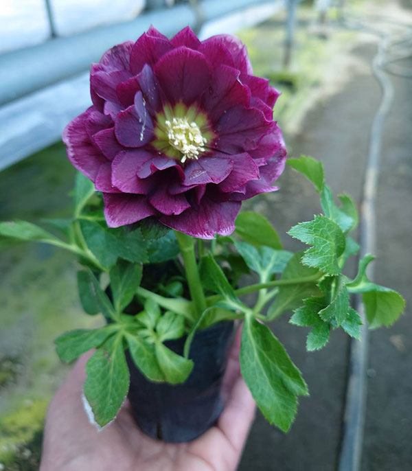 クリスマスローズ：ベルギー育種　ダブルオーバージーンホワイトエッジ4.5号ポット