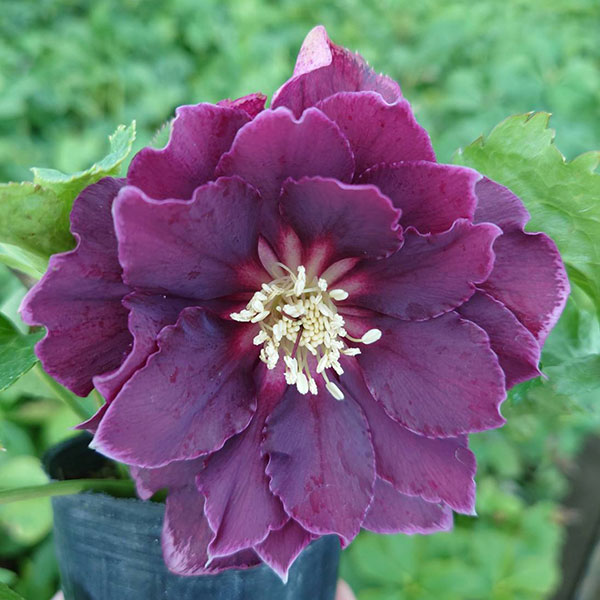 クリスマスローズ：ベルギー育種　ダブルオーバージーンホワイトエッジ4.5号ポット