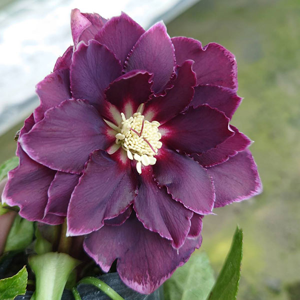 クリスマスローズ：ベルギー育種　ダブルオーバージーンホワイトエッジ4.5号ポット